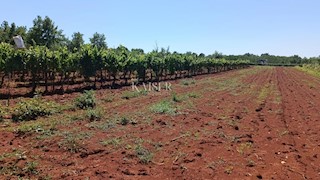 Istria - Baderna - terreno agricolo, 4510 m2