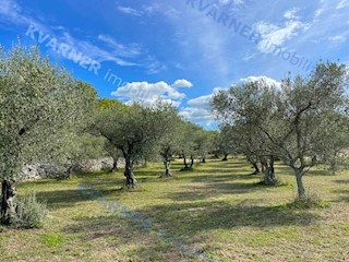 Terreno Vrbnik, 12.000m2