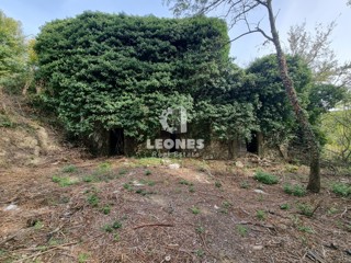 Casa in pietra in rovina circondata dalla foresta vicino a Buje, Krasica
