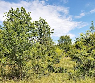 Terreno Jural, Kanfanar, 4.860m2