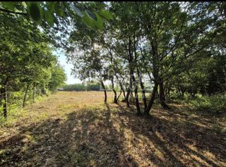 Terreno Cerjani, Kaštelir-Labinci, 24.118m2