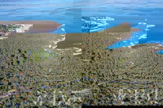 Uliveto nella baia di Pokrivenik