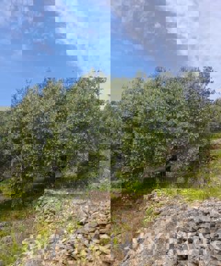 Ampio terreno agricolo a Korčula