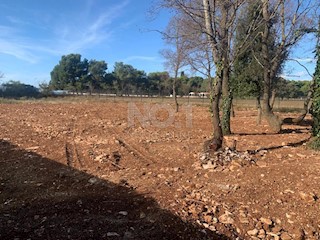 Štinjan - vendita di terreno agricolo a 50 metri dal mare