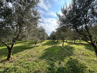 Bellissimo e ben curato uliveto a Medolino di 2039m2