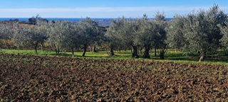 VIŽINADA - BELLISSIMO TERRENO CON VISTA MARE, ULIVETI E VIGNETI