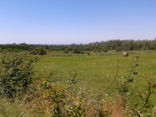 TERRENO AGRICOLO PER PIANTARE ALBERI DI ULIVO