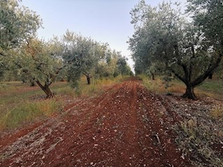 VABRIGA-LANTERNA- OLIVETO IN VENDITA