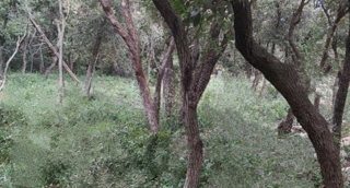 Terreno agricolo, 300 m daleko od mora, Kavran