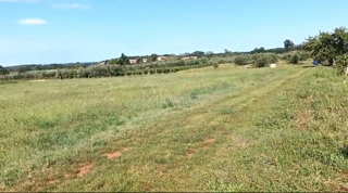 ISTRIA, BRTONIGLA, TERRENO AGRICOLO 7596 M2