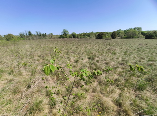 Terreno agricolo a 700 m dal centro e 3 km dal mare