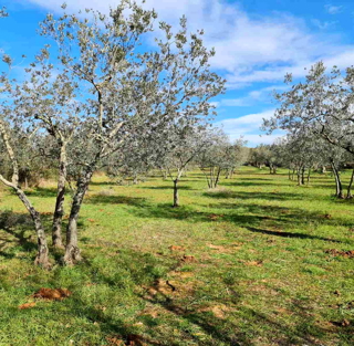 Fasana, terreno agricolo, uliveto 3000 m2, 60 ulivi secolari