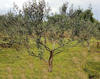 Terreno agricolo, 2578 m2, vicino al mare, Pješčana uvala
