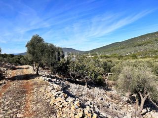 Cres - uliveto in posizione privilegiata