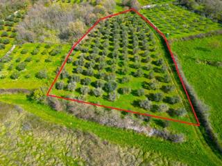 Terreno non edificabile Sošići, Kanfanar, 4.000m2