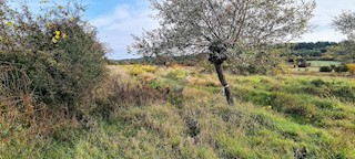 Terreno non edificabile Grožnjan, 9.567m2