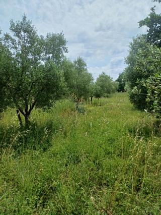 Terreno edificabile Mali Vareški, Marčana, 2.976m2