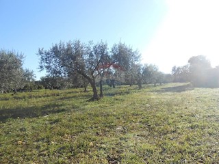 Terreno agricolo Galižana, Vodnjan, 5.144m2