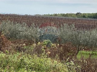 Terreno non edificabile Mugeba, Poreč, 30.442m2