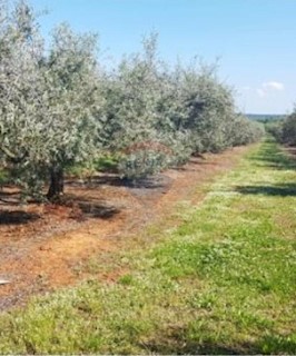 Terreno non edificabile Poreč okolica, Poreč, 10.557m2