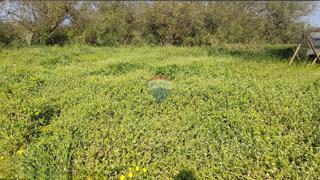 Terreno edificabile Fiorini, Brtonigla, 520m2