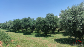 PULA- MONTE TURCO, OLIVETO