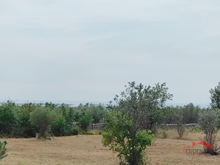 Dignano, terreno agricolo con ulivi