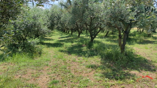 PULA- MONTE TURCO, OLIVETO