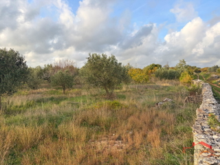 Dignano - Šalvela, uliveto