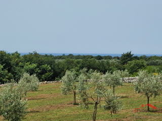 Bale, un bellissimo uliveto con vista sul mare