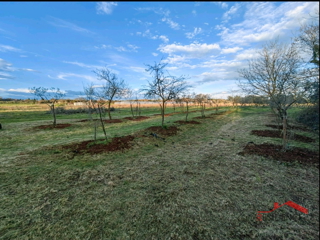 Banjole, landwirtschaftliches Land mit Olivenhain und Wasser