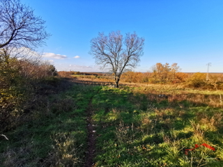 COKUNI, EDIFICABILE E TERRENO AGRICOLO