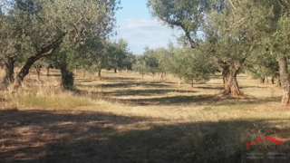 Fasana, terreno agricolo, ulivi