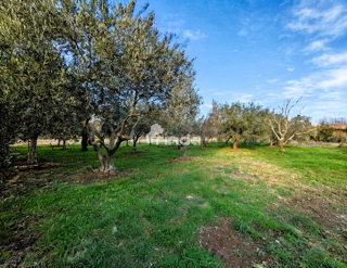 Casa e terreno agricolo - Rovinj - 4500m2 + (68m2)