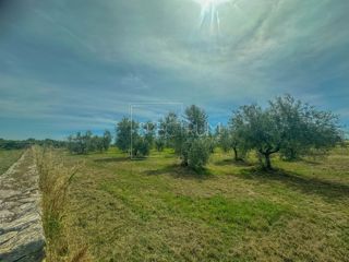 Zona di Umago, ampio uliveto in posizione tranquilla