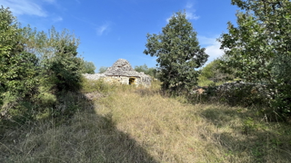 Istria, Majmajola, bellissimo uliveto con 220 alberi di ulivo e 480m2 di terreno in zona edificabile!