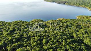 Foresta vicino al mare, Milohnici, isola di Krk