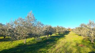 Tar - uliveto di 7628 m² con 175 ulivi piantati