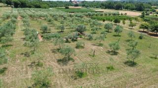 In vendita – Ampio terreno edificabile con uliveto vicino a Parenzo