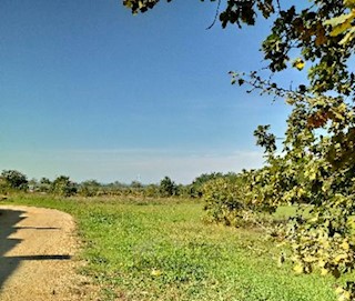 Dintorni di Parenzo, terreno edificabile e agricolo di 34.000 m2