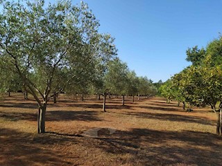 Terreni agricoli Poreč, 8841 m2