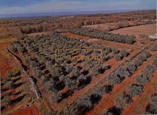 Terreno agricolo di 10 000 m2, Tinjan