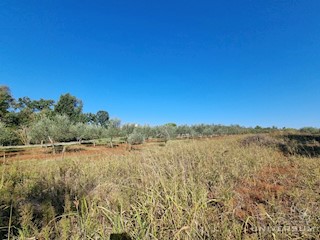 Terreno edificabile immerso nella natura nelle vicinanze di Umago