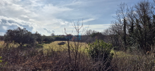 Istra, Umag, terreno edificabile e agricolo 1250m2, vendita