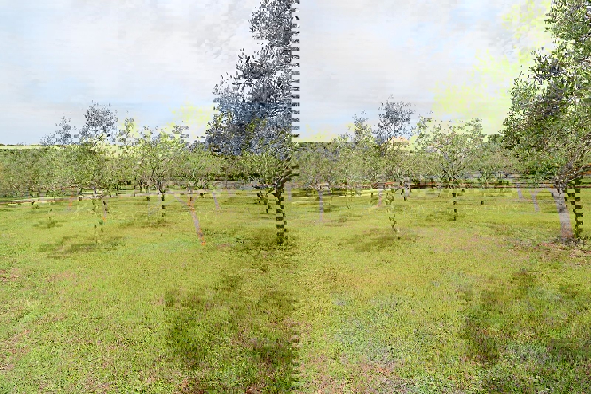 Rovigno, uliveto paesaggistico vicino al mare