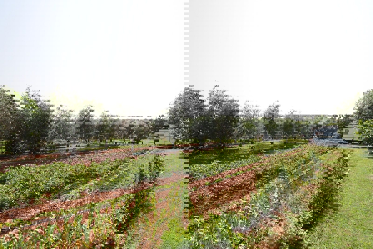 Rovigno, terreno agricolo con annesso.