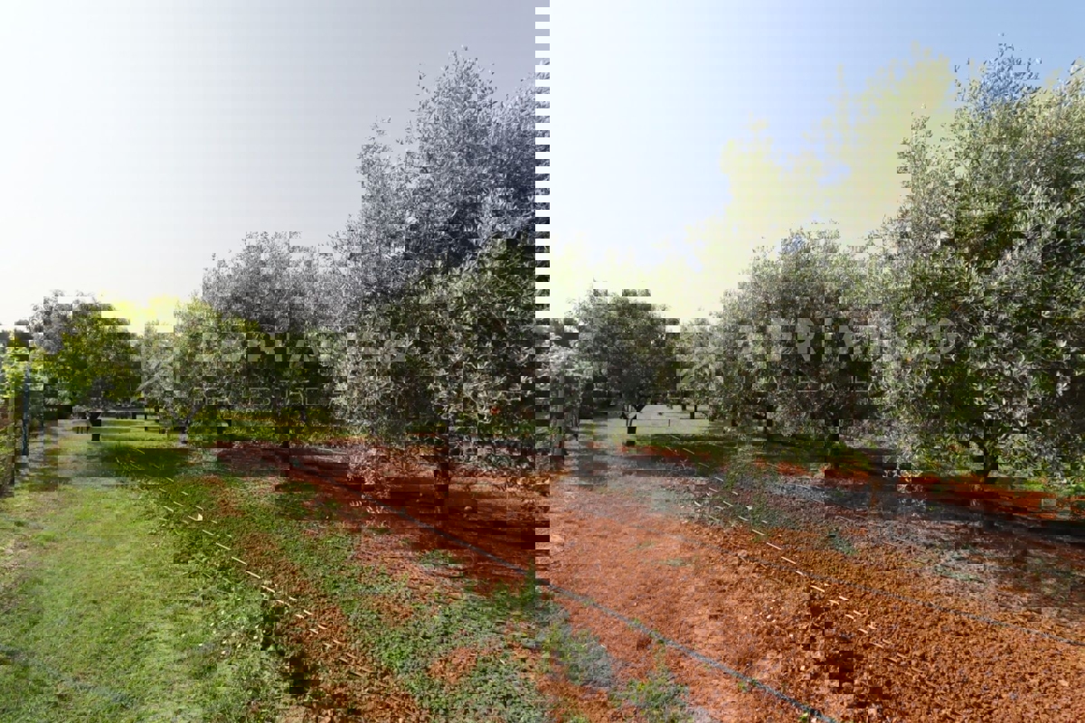 Rovigno, terreno agricolo con annesso.