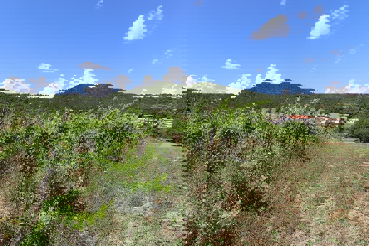 Zona di Pazin, casa indipendente da ristrutturare + vigneto