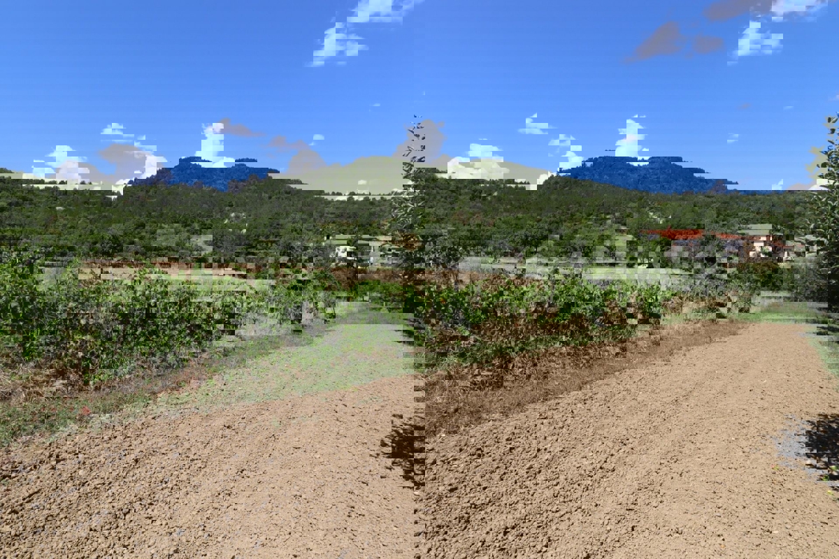 Zona di Pazin, casa indipendente da ristrutturare + vigneto