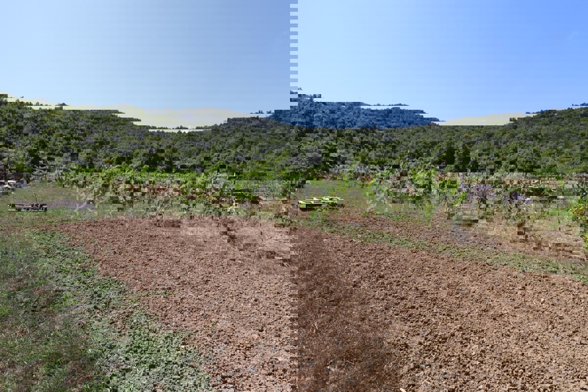 Zona di Pazin, casa indipendente da ristrutturare + vigneto